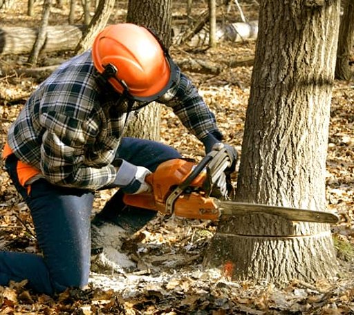 Tree Removal in Treichlers, PA